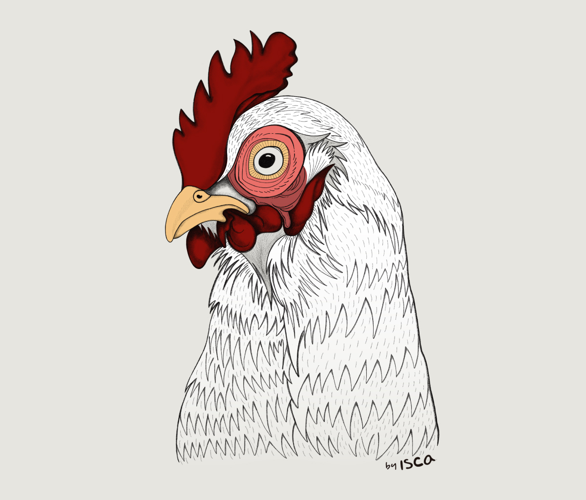 Chicken – Illustration